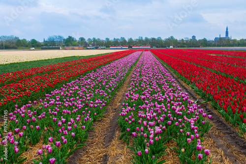 Rows of dutch tulips