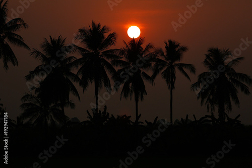 Silhouette palm tree and sunset summer nature background.