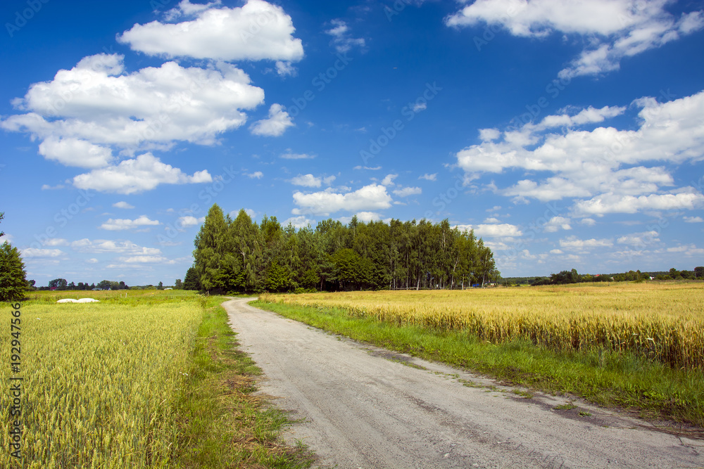 Obraz premium Road through fields to the grove