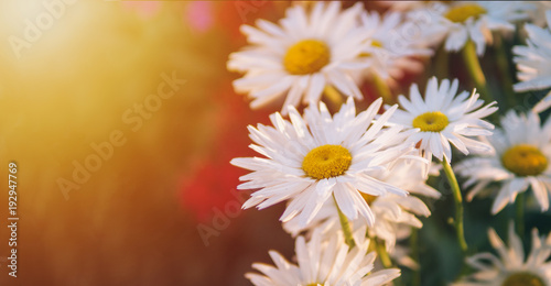 Beautiful fresh white daisies at sunset