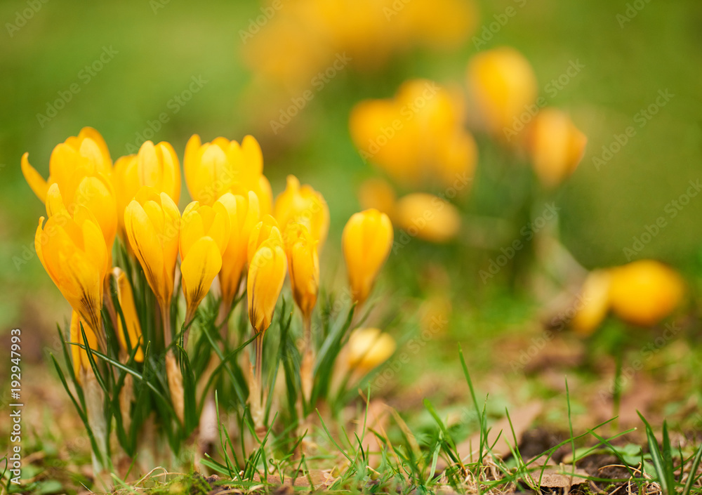 Alpine crocuses blossom in the mountains of the Carpathians on top of the mountain. Fresh beautiful yellow crocuses. Flowering blue crocus in summer. Alpine crocuses blossom in the mountains of the Carpathians on top of the mountain. Fresh beautiful yellow crocuses. Flowering blue crocus in summer.