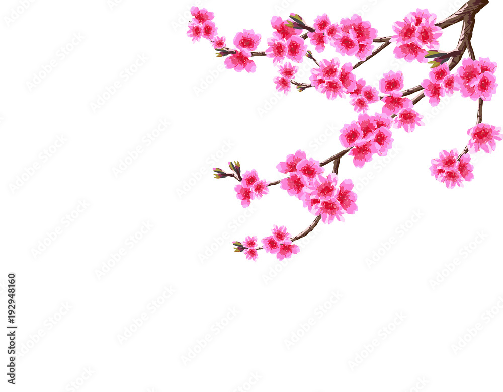 Sakura. The curved branch of a blossoming cherry spring tree with purple flowers and buds. Isolated on white background. illustration