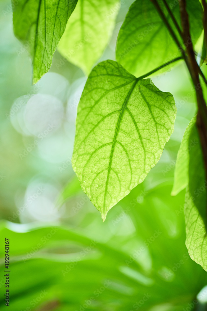 Beautiful green leaves in garden with bokeh background Beautiful green leaves in garden with bokeh background