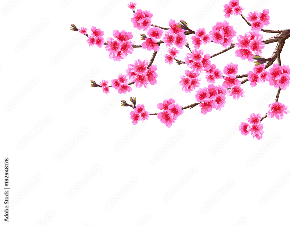 Sakura. A branched curved branch of a blossoming cherry spring tree with purple flowers and buds. Isolated on white background. illustration