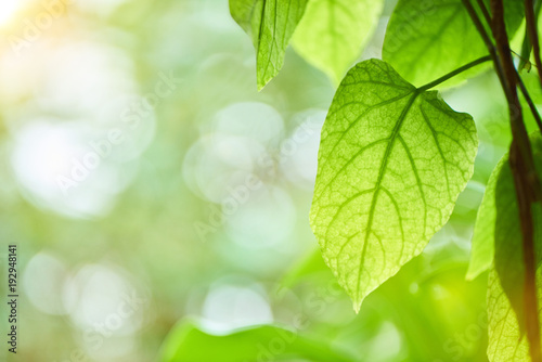 Beautiful green leaves in garden with bokeh background