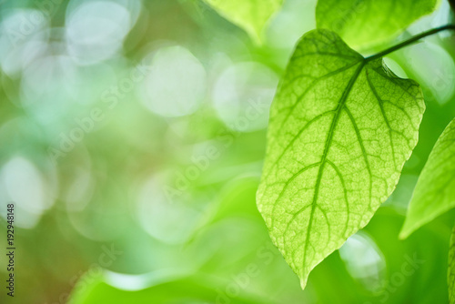 Beautiful green leaves in garden with bokeh background