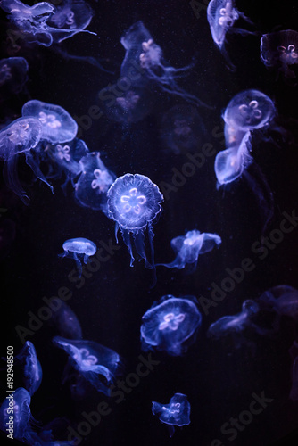 Beautiful colorful jellyfish in aquarium © Agave Studio