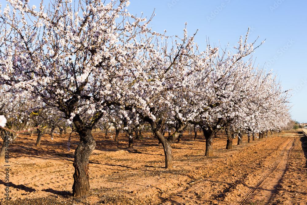 Spring, flowering and nature concept - beautiful almond flowers Spring, flowering and nature concept - beautiful almond flowers