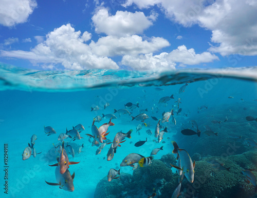 Cloudy blue sky and a shoal of tropical fish with coral underwater, split view above and below water surface, Rangiroa, Tuamotus, Pacific ocean, French Polynesia