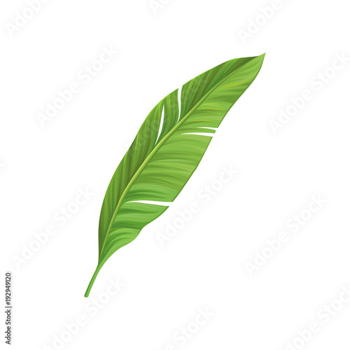 Cartoon icon of green leaf of banana palm tree. Colorful graphic design element for print, pattern or postcard. Tropical theme. Detailed flat vector illustration