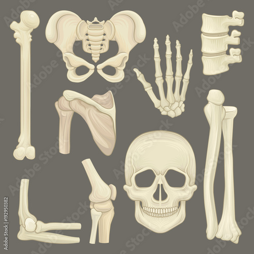 Parts of human skeleton. Skull, pelvic girdle, hand, humerus, lumbar spine, shoulder blade, knee joint. Flat vector for anatomical or medical book