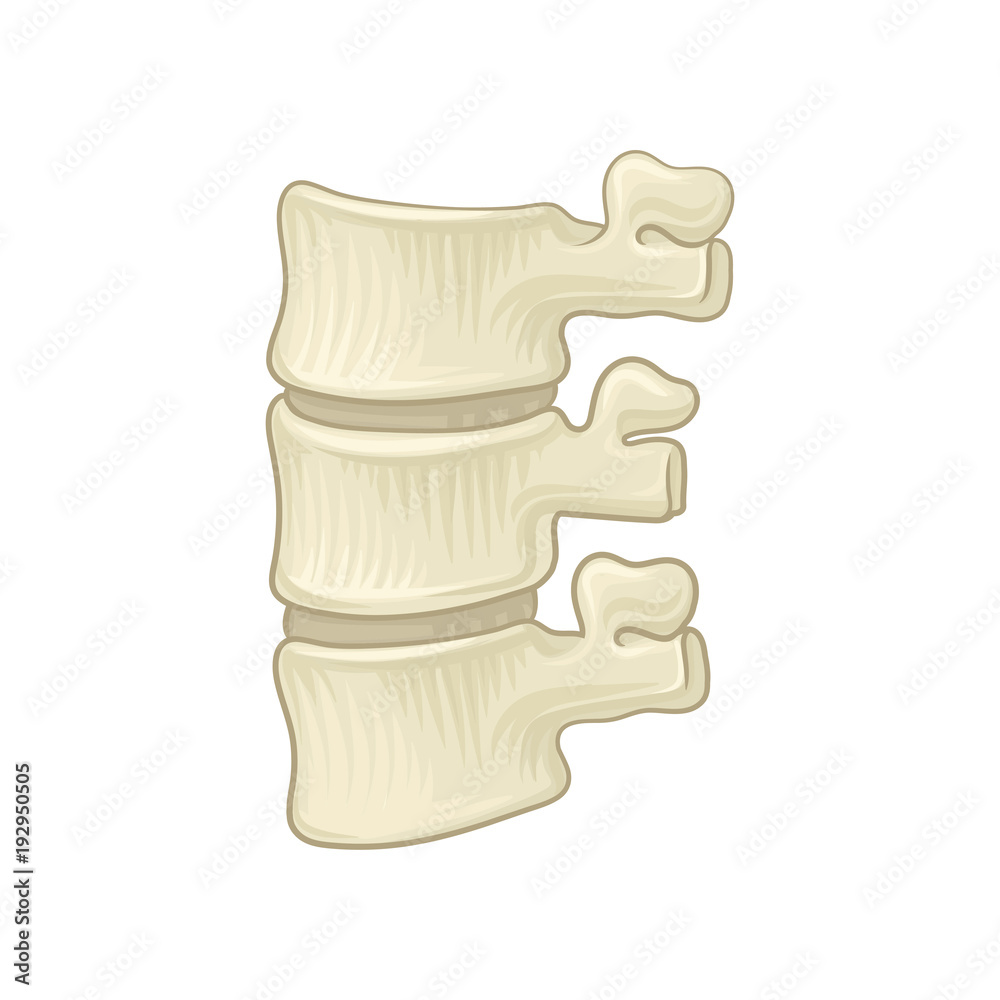 Anatomy of lumbar spine. Part of human backbone. Vertebral bones and ...