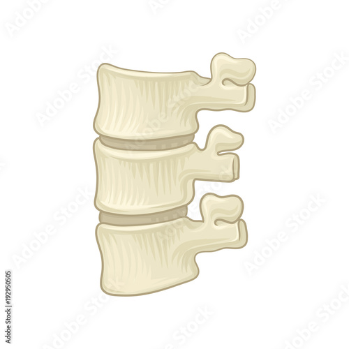 Anatomy of lumbar spine. Part of human backbone. Vertebral bones and intervertebral disks. Design for educational medical book. Detailed flat vector icon