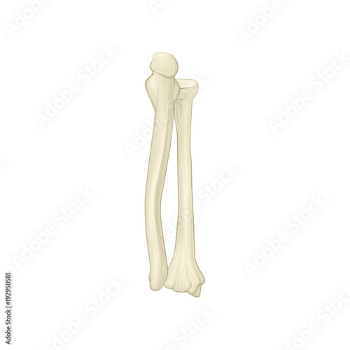 Two bones of forearm - radius and ulna. Part of human skeleton. Isolated flat vector element for medical book or brochure of traumatology clinic