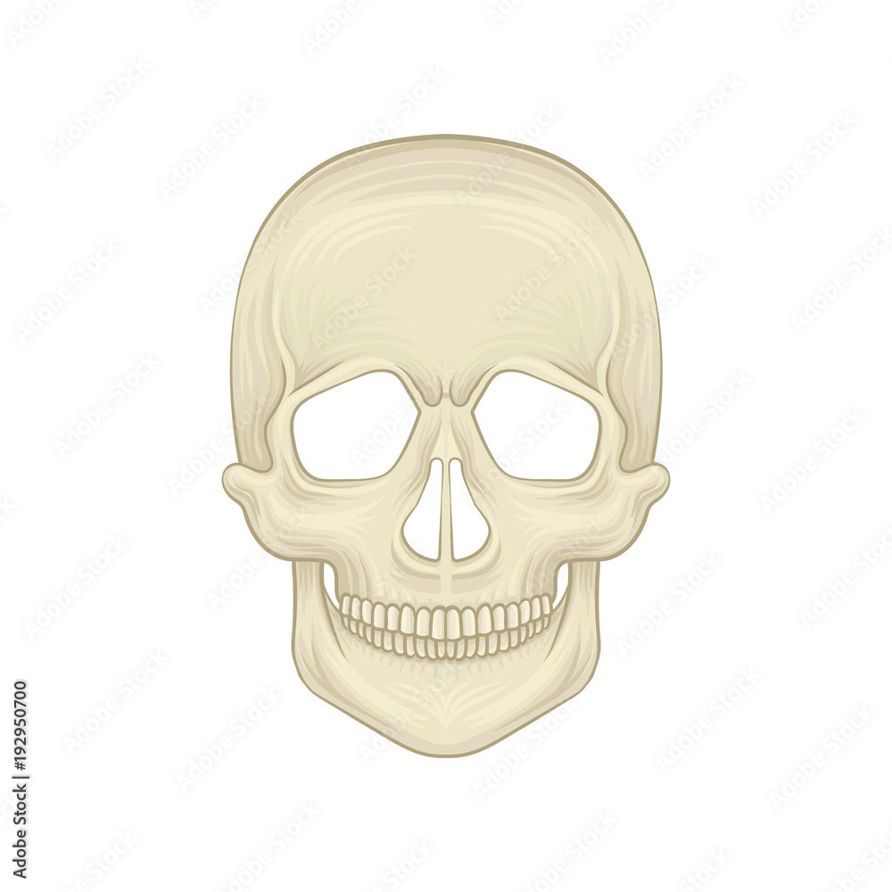 Structure of human skull - bony part of head. Cartoon icon in flat style. Braincase of modern homo sapiens. Front view. Detailed anatomical illustration. Structure of human skull - bony part of head. Cartoon icon in flat style. Braincase of modern homo sapiens. Front view. Detailed anatomical illustration.
