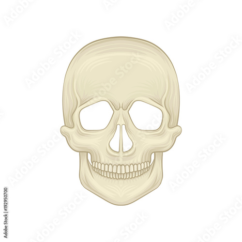 Structure of human skull - bony part of head. Cartoon icon in flat style. Braincase of modern homo sapiens. Front view. Detailed anatomical illustration.