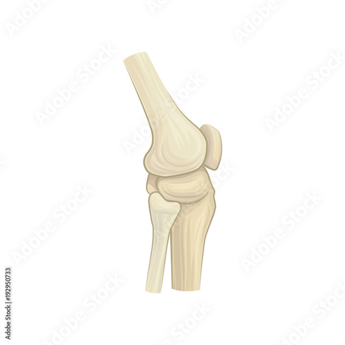 Cartoon structure of healthy knee joint. Concept of human anatomy skeleton. Design element for medical book or flyer. Detailed flat vector icon