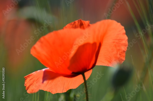 Poppy flower in nature 