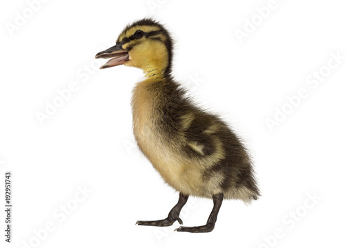 Mallard duckling beak open quacking, on a white background.