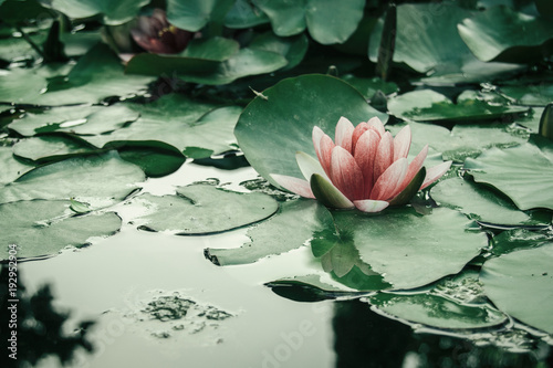 Obraz na plátně pink aquatic flower floating on a lake with leaves