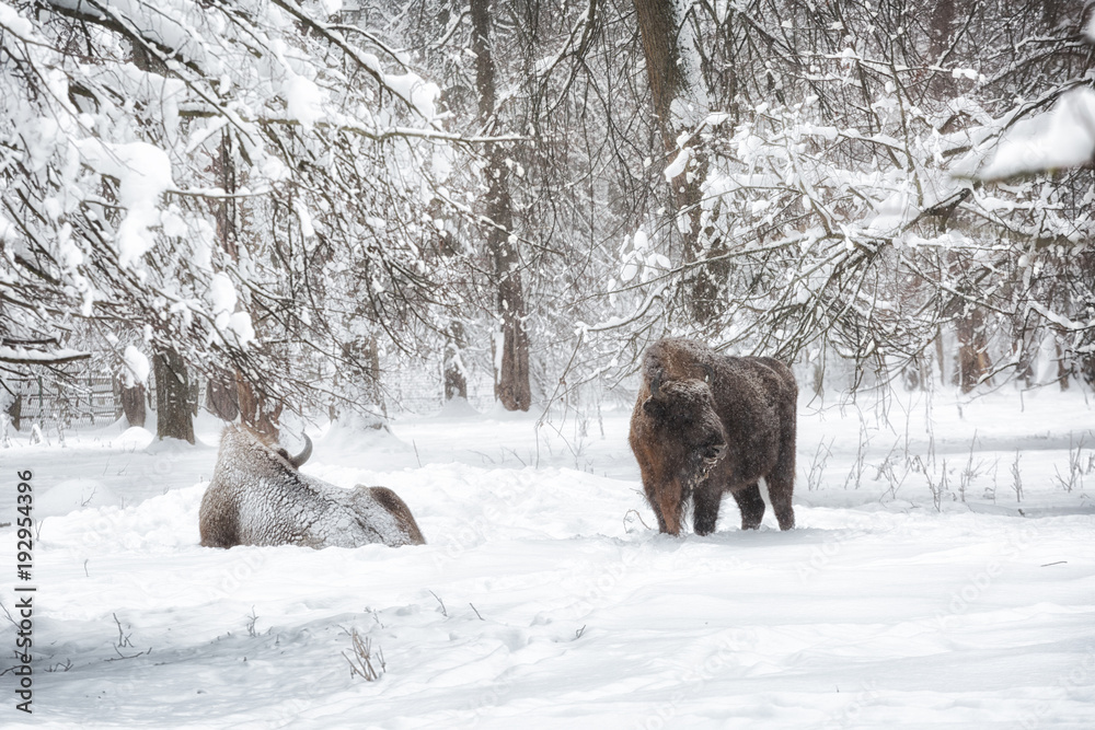 Two bison in a snow-covered winter forest Two bison in a snow-covered winter forest
