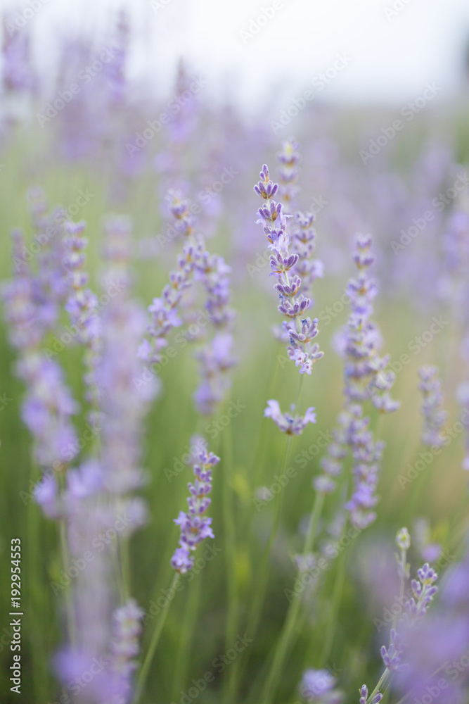 Fototapeta premium lavander flower
