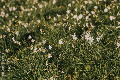 Fototapeta Naklejka Na Ścianę i Meble -  Spring field with growing wild daffodils