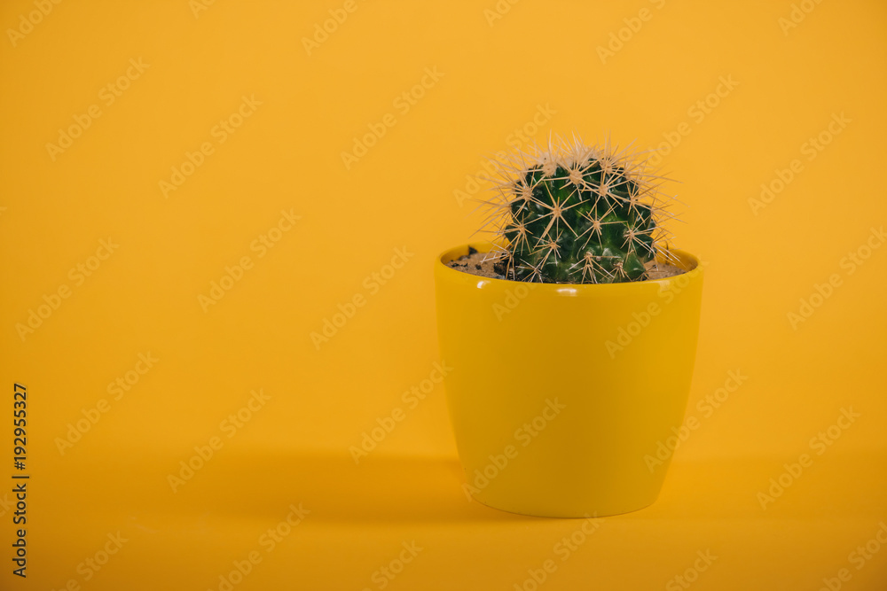 beautiful green cactus with thorns in yellow pot on yellow beautiful green cactus with thorns in yellow pot on yellow