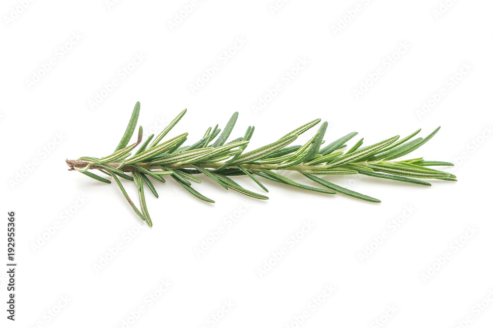 fresh rosemary on white background