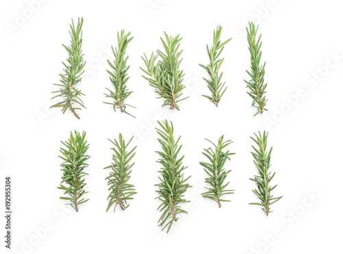 fresh rosemary on white background