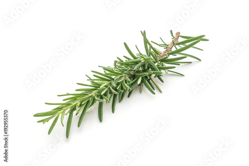 fresh rosemary on white background