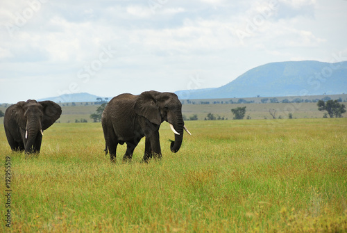 African elephants   Serengeti  Tanzania