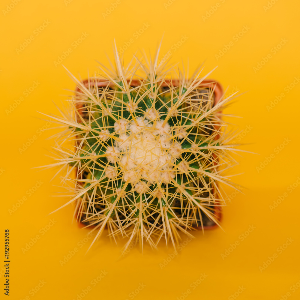 top view of beautiful green cactus in pot isolated on yellow top view of beautiful green cactus in pot isolated on yellow