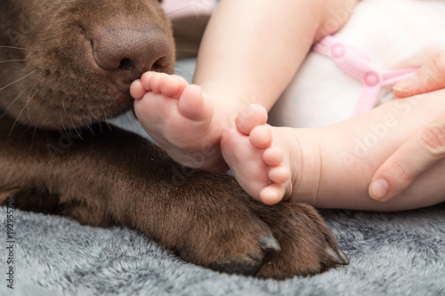 little baby foot with labrador