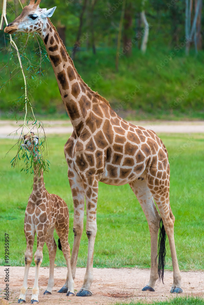 Young baby giraffe with its mother, African native animals Young baby giraffe with its mother, African native animals