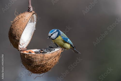 Eurasian blue tit (Cyanistes caeruleus or Parus caeruleus) taking nuts from bird feeder © popovj2