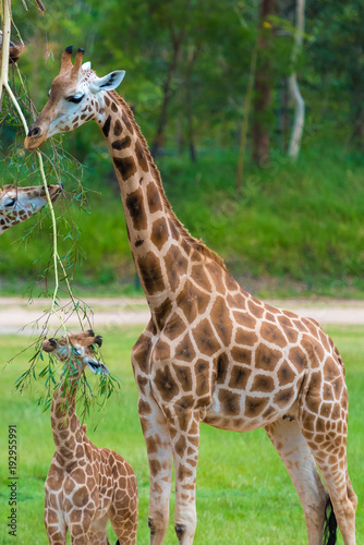 Young baby giraffe with its mother, African native animals