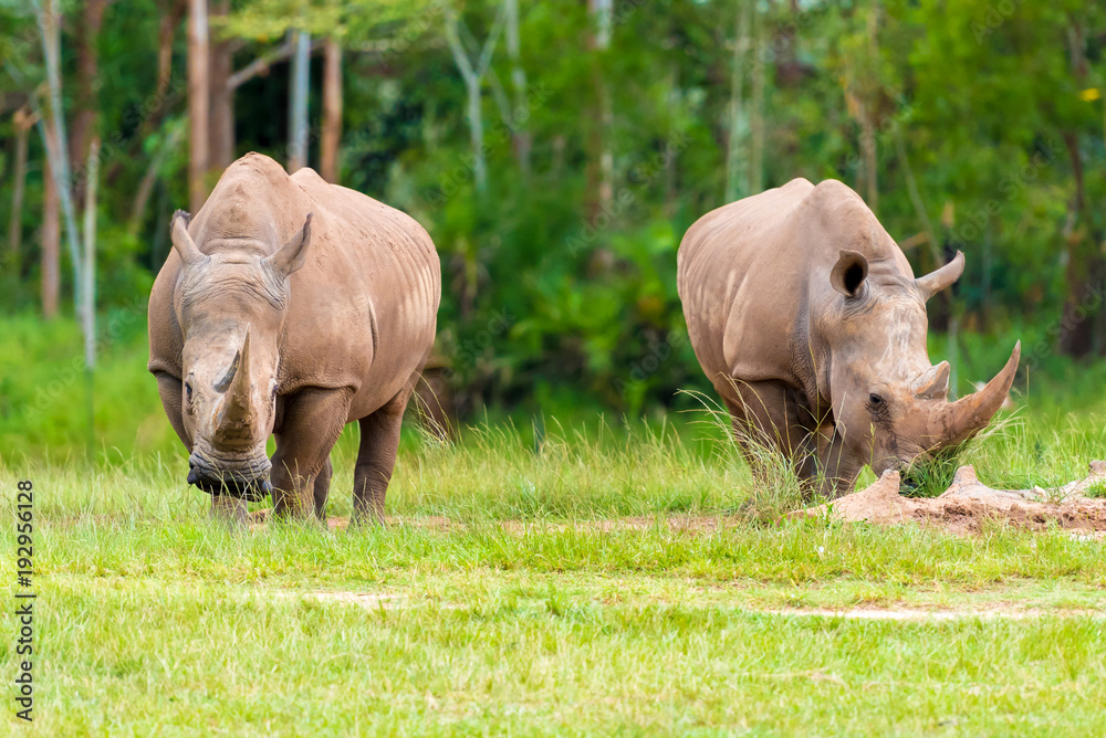 Obraz premium Southern white rhinoceros, endangered African native animals
