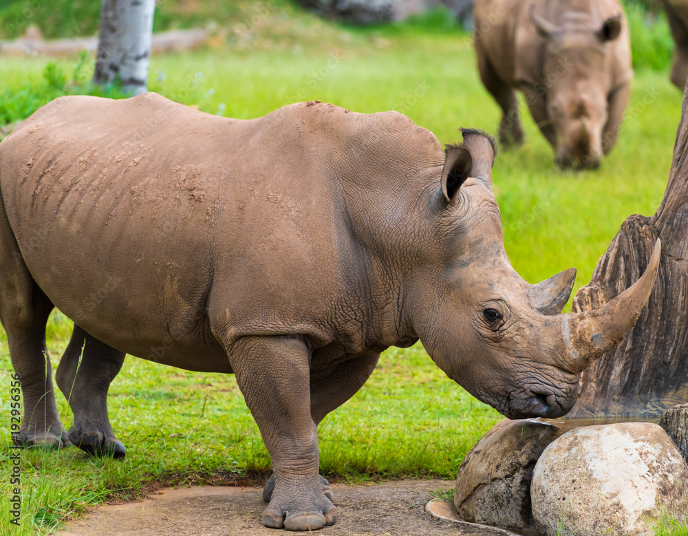 Fototapeta premium Southern white rhinoceros, endangered African native animals