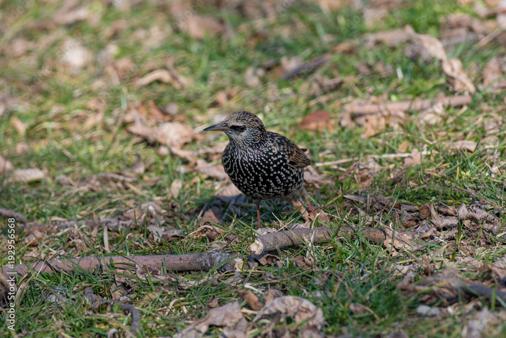 Obraz premium Starling(Sturnus vulgaris) sitting on the grass