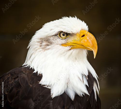 Portrait of Bald eagle  Haliaeetus leucocephalus 