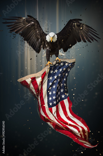 American Bald Eagle flying with Flag.
