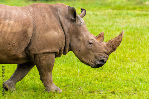 Portrait of Southern white rhino  endangered African native animal