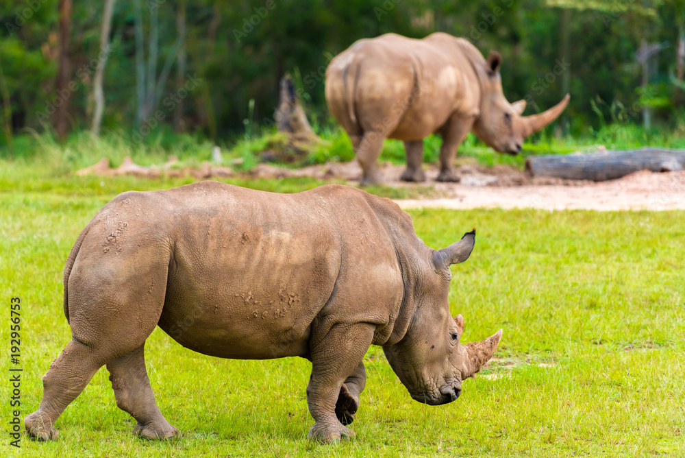 Southern white rhinoceros, endangered African native animals Southern white rhinoceros, endangered African native animals