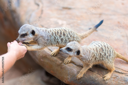 Close-up of hand feeding clan of Meerkats Suricata suricatta, African native animals, small carnivore belonging to the mongoose family © stanciuc