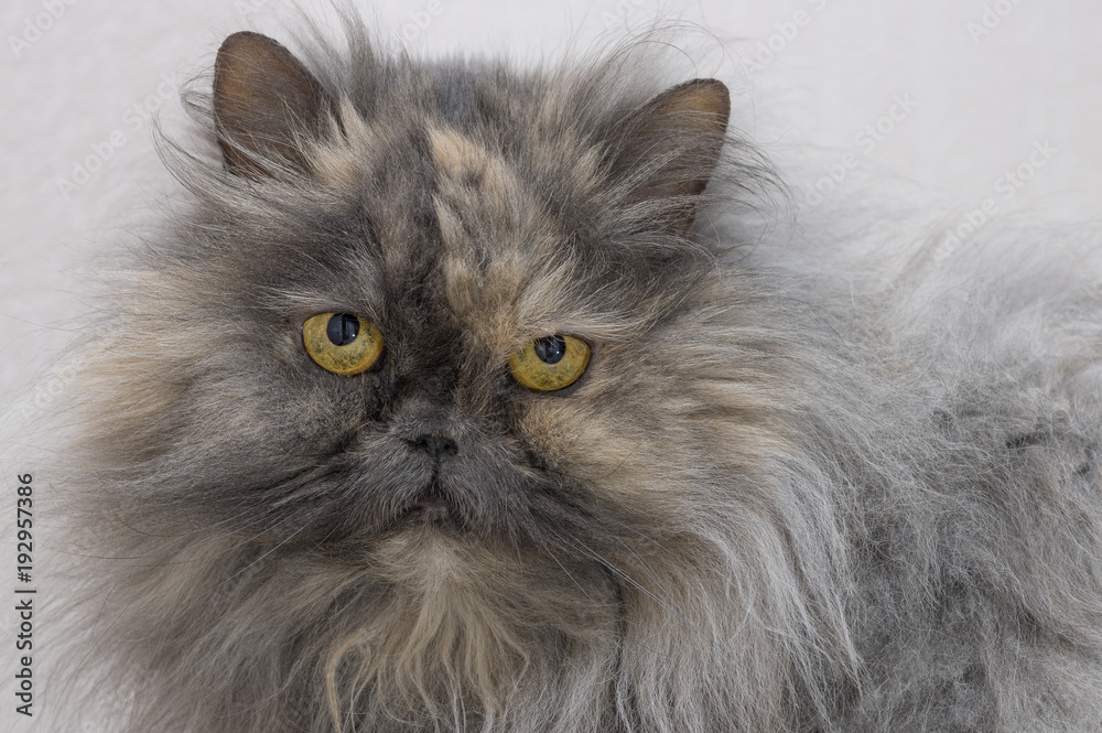 Persian cat smoky color looks into the camera close up