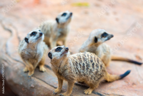 Clan of Meerkats Suricata suricatta  African native animals  small carnivore belonging to the mongoose family