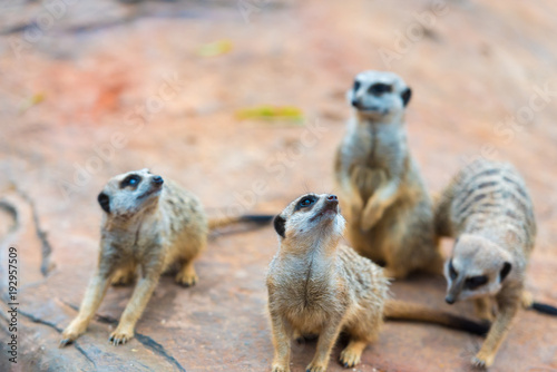 Clan of Meerkats Suricata suricatta, African native animals, small carnivore belonging to the mongoose family