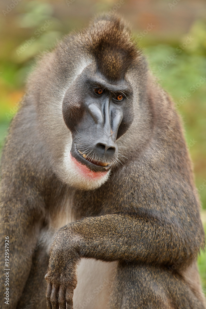 Drill monkey, Mandrillus leucophaeus, resting in the nature habitat area. Beautiful and critically endangered species in action. Dril in nature habitat. Beautiful wild animal in captivity. Drill monkey, Mandrillus leucophaeus, resting in the nature habitat area. Beautiful and critically endangered species in action. Dril in nature habitat. Beautiful wild animal in captivity.