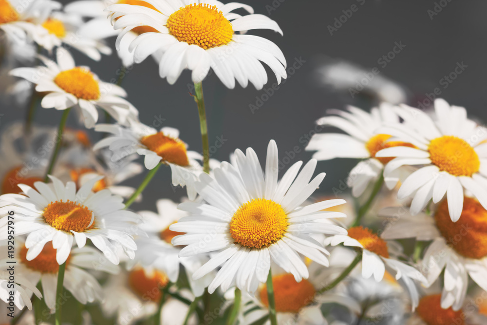 Fototapeta premium Flowering. Blooming chamomile field, Chamomile flowers.